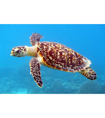 SlipIns Sea Turtle Zippered Mini Long Sleeve Swimsuit