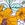 Raisins Women's Flower Child Sweet Side Bikini Bottom
