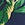 Polo Ralph Lauren Women's Tropical High Rise Bikini Bottom