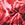 Sporti Sonic Bloom Brief Swimsuit (22-40)